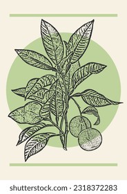 Mandarin branch with fruits sketch illustration green poster.