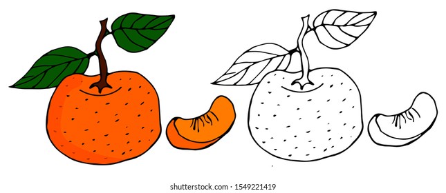 Mandarin branch painted . Fruit for background, texture, wrapper pattern, frame or border.