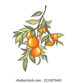 Mandarin Branches Vector Illustration. Botanical Vintage Fruits.