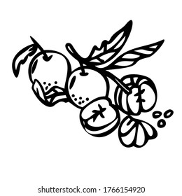 Mandarin (citrus) branch with leaves. vector illustration. Outline style. Line art. Great for menu, poster or label. Line art.