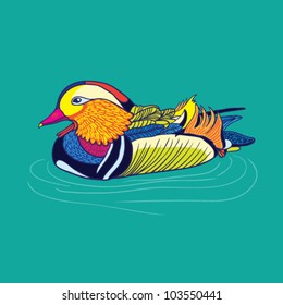 mandarin duck