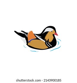 The mandarin duck, Aix galericulata is one of perching duck species that can be found in East Palearctic. It has beautiful coloration both in male and female