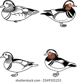 Mandarin duck bundle line art and illustrator eps