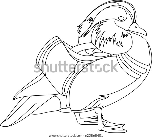 Download Mandarin Duck Coloring Outline 스톡 벡터(로열티 프리) 623868401