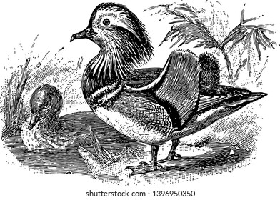 Mandarin Duck ist eine mittelgroße Perching Ente Vintage Linie Zeichnung oder Gravitation Illustration.