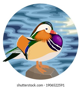 Mandarin duck on round water background, vector illustration of mandarin drake in circle