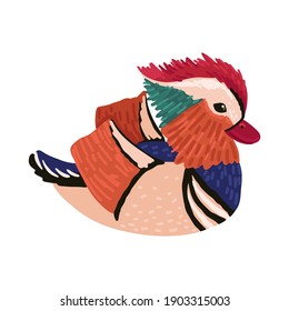 Mandarin duck. Unusually beautiful animal, rare bird, swimming or lying duck. Childrens cartoon illustration on white background, vector drawing