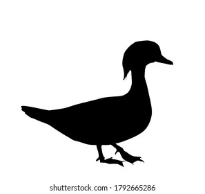 Mandarin duck vector silhouette illustration isolated on white background. Exotic bird