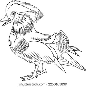 Pato mandarín. Esbozo vectorial del pájaro dibujado a mano. Arte de animales lineales. 