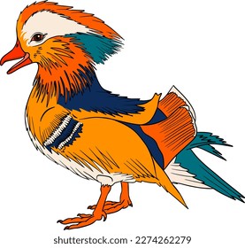 Mandarin duck. Vector sketch of hand drawn bird.