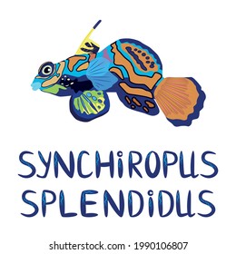 Mandarin fish beautiful character and name in Latin, Scandinavian style, hand drawn.