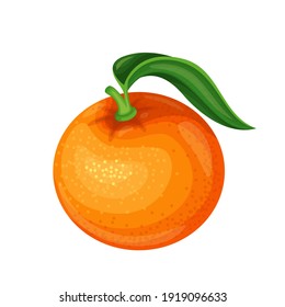 Mandarin fruit vector illustration for farm market menu. Tangerine healthy nutrition, organic food, vegetarian product.