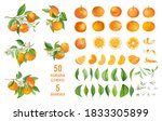 Mandarin fruits, flowers, leaves vector watercolor illustration. Set of whole, cut in half, sliced on pieces fresh mandarins, twisted peel isolated on white. Vibrant juicy ripe citrus collection