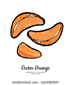 Mandarin half round slices. Oranges vector isolated. Fruit tangerine hand drawn. Sweet mandarin citrus food vegetarian logo sketch ink style. Orange grapefruit mandarin illustration white background