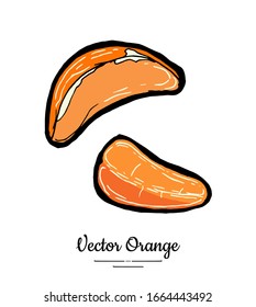 Mandarin half round slices. Oranges vector isolated. Fruit tangerine hand drawn. Sweet mandarin citrus food vegetarian logo sketch ink style. Orange grapefruit mandarin illustration white background