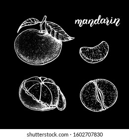 Mandarin hand drawn sketch, vector illustration. Mandarin slices.