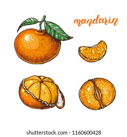 Mandarin hand drawn vector illustration. Mandarin slices.