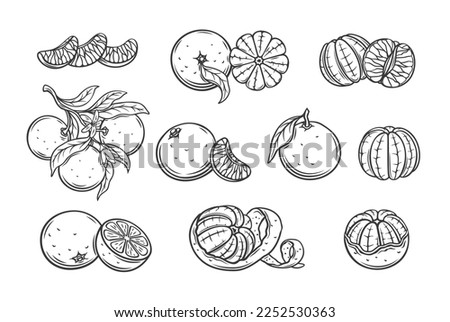 Mandarin line icons set vector illustration. Hand drawn outline whole orange tangerine or clementine and cut in half, segments and slices, fruit branch with flowers, mandarin wedges with zest twist ストックフォト © 