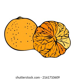 Mandarin on white background. Natural organic nutrition. Healthy organic vegan food. Vector drawing.