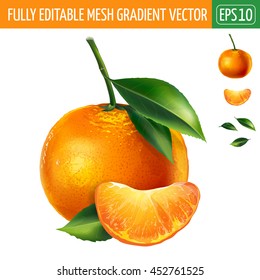Mandarin on white background. Vector illustration
