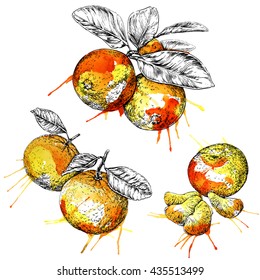 Mandarin orange (Citrus) branch with leaves. Hand drawn botanical set with fruits, branches and leaves. Easy editable watercolor vector illustration.