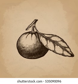 Mandarin orange (Citrus) branch with leaves. Hand drawn botanical set with fruits, branches and leaves. vector illustration.