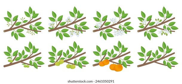 Mandarin orange citrus development stages of plants. Tangerine budding and flowering. Ripening growth period on a branch.