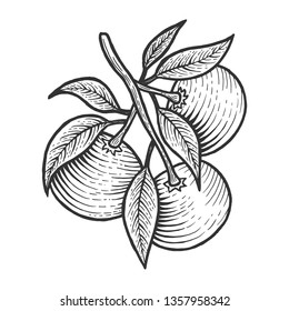 Mandarin orange citrus exotic fruit sketch engraving vector illustration. Scratch board style imitation. Black and white hand drawn image.