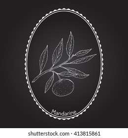Mandarin orange (Citrus reticulata) branch with leaves. Hand drawn botanical vector illustration
