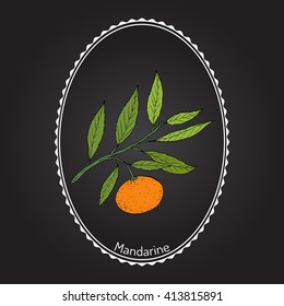 Mandarin orange (Citrus reticulata) branch with leaves. Hand drawn botanical vector illustration