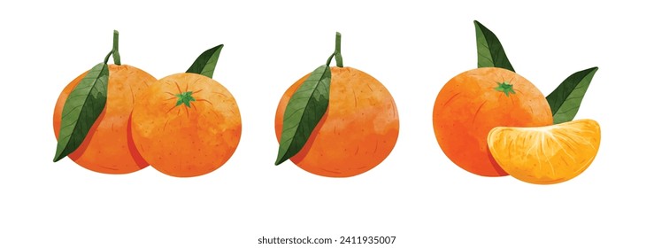 frutos de mandarina naranja Elementos de diseño. ilustración vectorial de estilo acuarela.