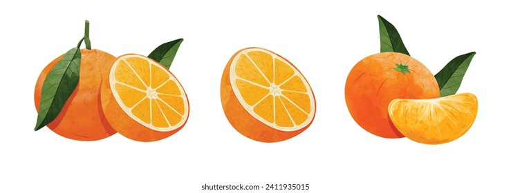 mandarin orange fruit Design elements. watercolour style vector illustration.