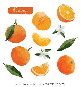 mandarin orange fruit Design elements set. watercolour style vector illustration.