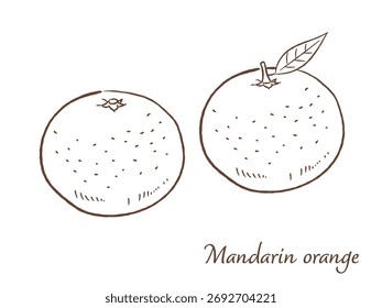 Mandarin orange hand drawn vector illustration