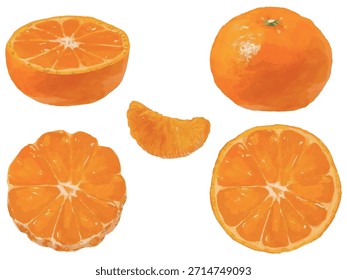 Orangefarbene Mandarine-Illustration: ganz, halb, dekorativer Schnitt, runde Scheibe, Bündel