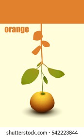 Mandarin orange label. Drawing of a ripe tangerine with leaves. Web design