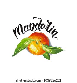 Mandarin orange label. Fresh fruit with green leaves isolated on white background. Christmas tangerines, vector illustration