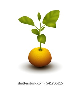 Mandarin orange label. Vector of a ripe tangerine with leaves.