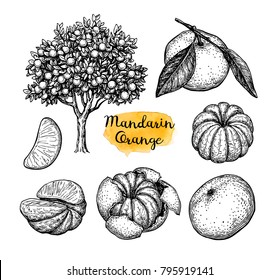 Ensemble orange mandarin. Dessin d'encre isolé sur fond blanc. Illustration vectorielle dessinée à la main. Style rétro.