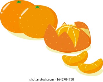 Mandarin orange vector illustration . 