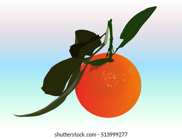 Mandarin orange : Vector illustration