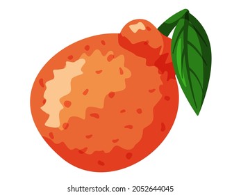 Mandarin plucked with twig and leaves. Orange juicy tangerine. Sweet and sour citrus isolated on white background, tree tropical fruit vector illustration. Vitamin organic food, delicious ripe citrus