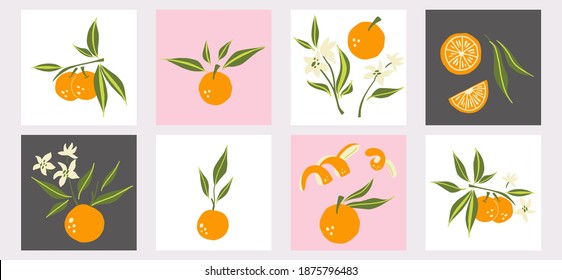 Mandarin-Plakatset. Exotische tropische orangefarbene Zitrusfrüchte, saftige Tangerine mit grünen Blättern und Blumen, Slice und Orangenschale, Vektorgrafik im minimalistischen Stil, einzelne Illustration