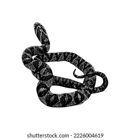 Mandarin Rat Snake hand drawing vector isolated on white background.