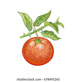 Mandarin. Realistic hand drawing made with colored pencils. Vector illustration. Red fruit, green leaf, branch isolated on white background. Vintage plant for decorating food packaging, kitchen design