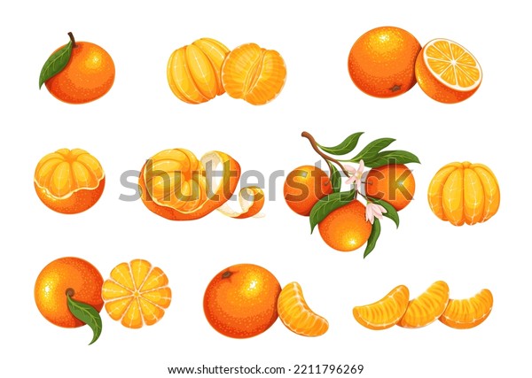 Mandarin Set Vector Illustration Cartoon Isolated Stock Vector (Royalty ...