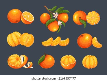 Mandarin set vector illustration. Isolated whole sweet citrus fruit, orange twist peel, fresh mandarin in slices and cut in half, tropical clementine with blossom and leaves on tree branch