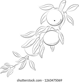 mandarin sketch botanical vector illustration