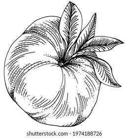 Mandarin sketch vector isolated. Hand drawn illustration fruit. Summer food engraved style retro. Detailed vintage vegetarian sketch. Great for your design  logo, emblem, label, poster, print, menu