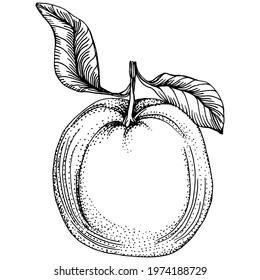 Mandarin sketch vector isolated. Hand drawn illustration fruit. Summer food engraved style retro. Detailed vintage vegetarian sketch. Great for your design  logo, emblem, label, poster, print, menu